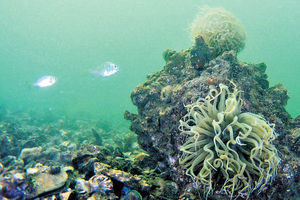 助監察三跑工程影響珊瑚 環保署引入無人潛水艇尋污水源頭