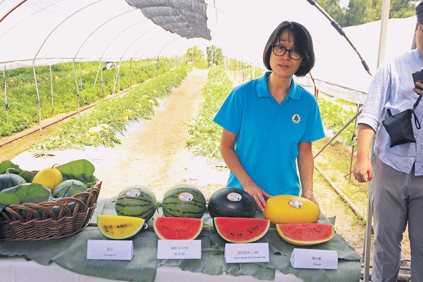 漁護署有機西瓜節 推介4品種 最新「皇玉」爽脆多汁 甜度約10度