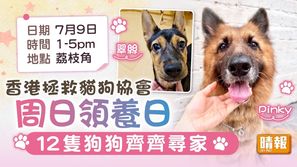 領養代替購買｜香港拯救貓狗協會周日領養日 12隻狗狗齊齊尋家