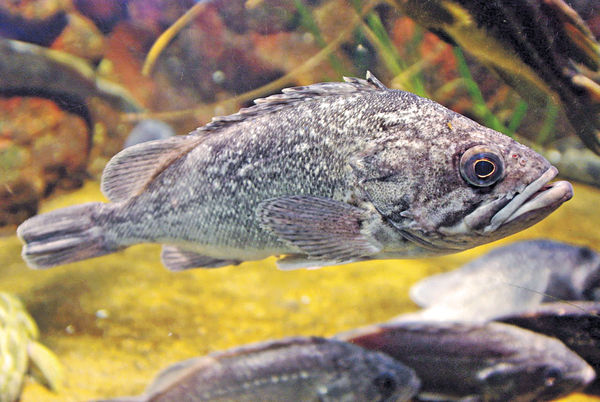 福島捕輻射超標180倍魚 東電︰仍未能解釋原因