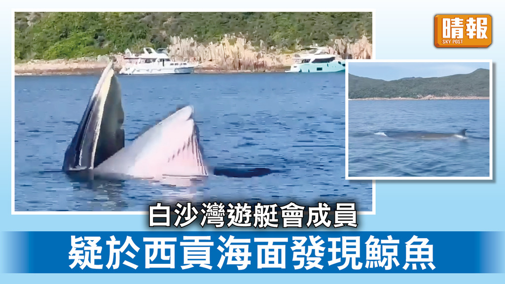 自然生態｜白沙灣遊艇會成員 疑於西貢海面發現鯨魚