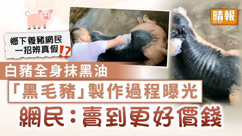 食用安全｜「黑毛豬」製作過程曝光 白豬全身抹黑油 網民稱留意一點免買錯假豬