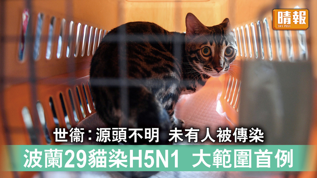 H5N1｜世衞︰源頭不明 未有人被傳染 波蘭29貓染H5N1 大範圍首例 