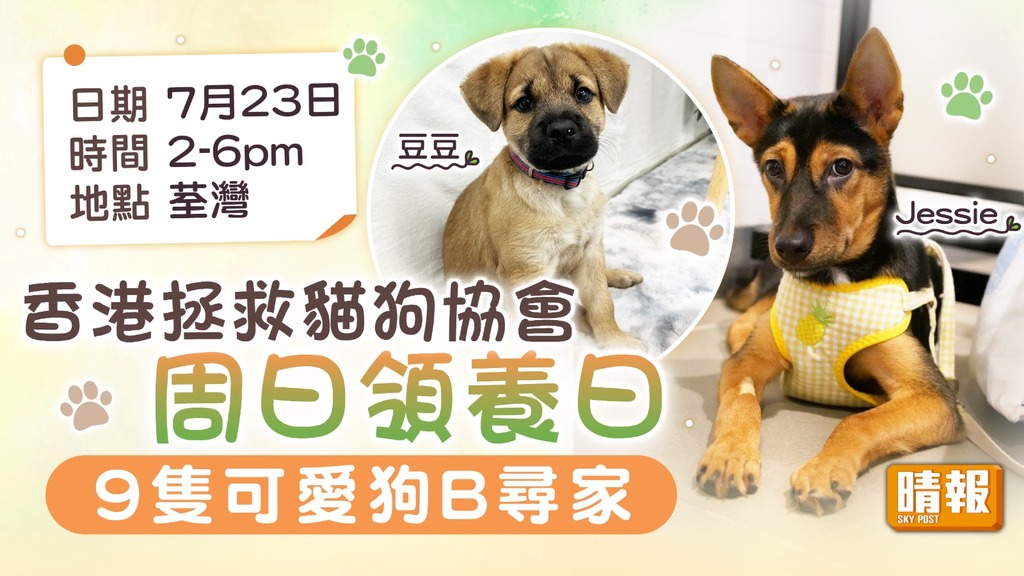 領養代替購買｜香港拯救貓狗協會周日領養日 9隻可愛狗B尋家