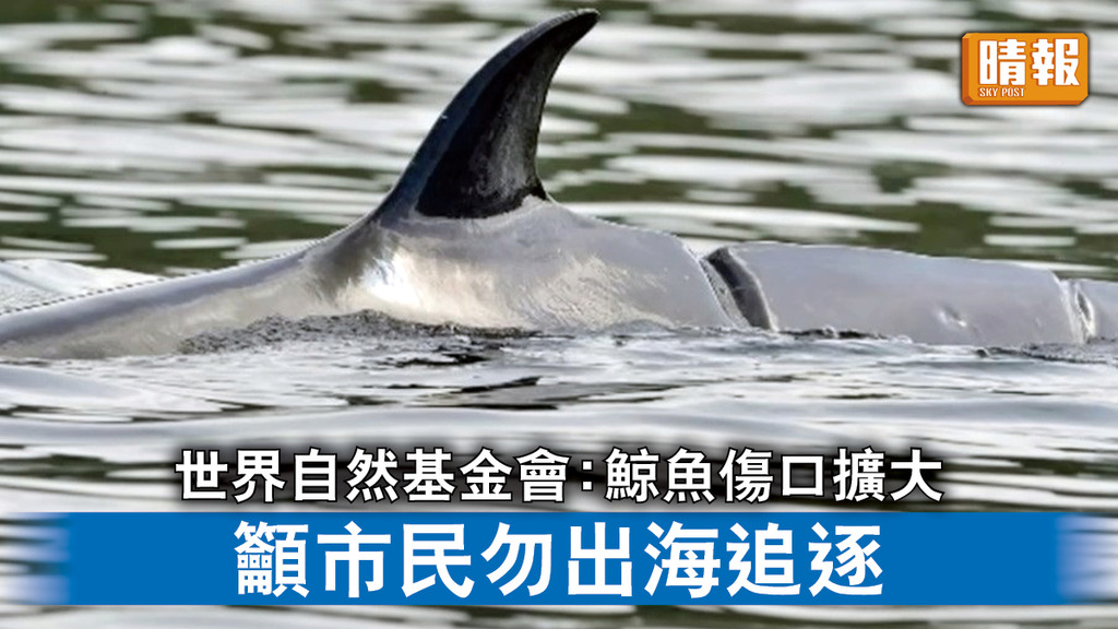 自然生態｜世界自然基金會：鯨魚傷口擴大 籲市民勿出海追逐