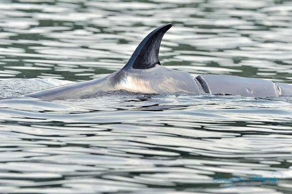 警方海事處加強巡邏 籲船隻勿太接近鯨魚