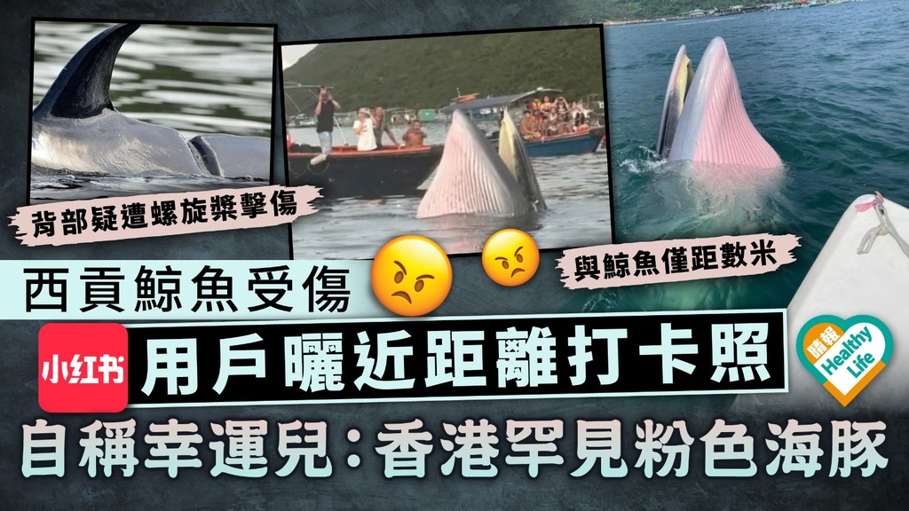 救救鯨魚｜西貢鯨魚受傷 小紅書用戶曬近距離打卡照 自稱幸運兒：香港罕見粉色海豚