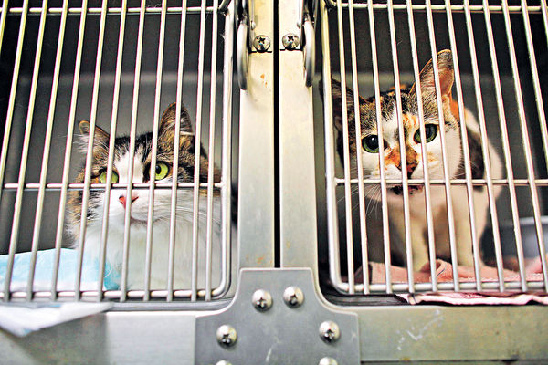 南韓再有貓疑染禽流感 一周第3宗 接觸者未現症狀