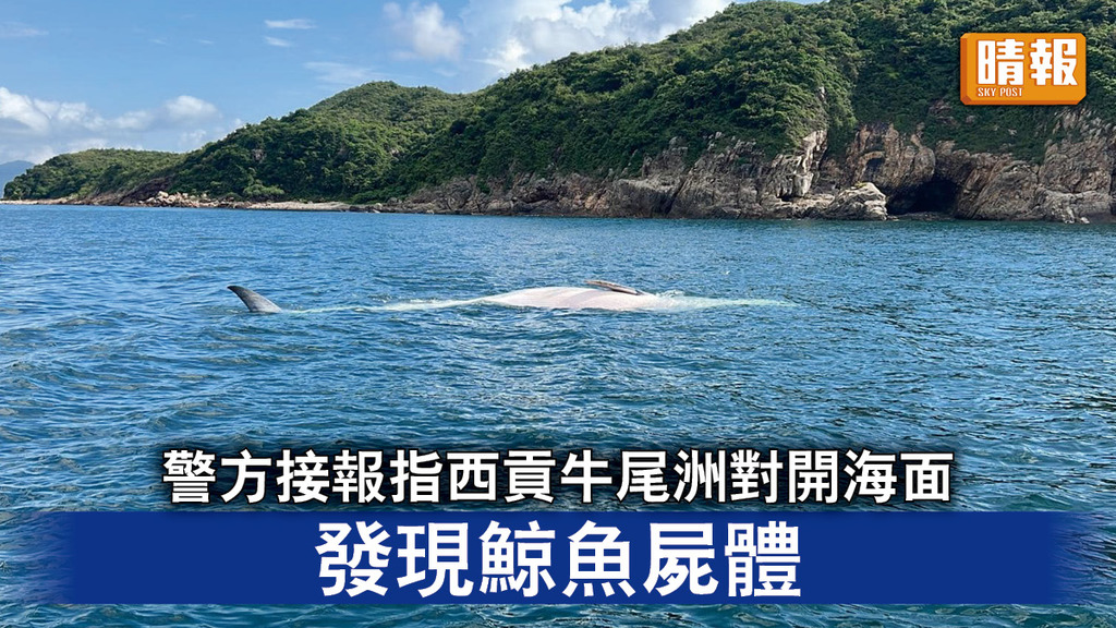 自然生態｜警方接報指西貢牛尾洲對開海面 發現鯨魚屍體