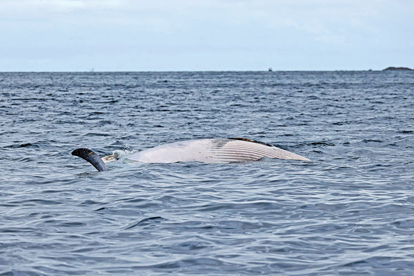 闖港半月 西貢布氏鯨喪命 背鰭有新傷口 需數天解剖查死因