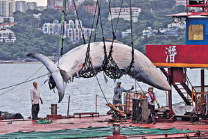 闖港半月 西貢布氏鯨喪命 背鰭有新傷口 需數天解剖查死因