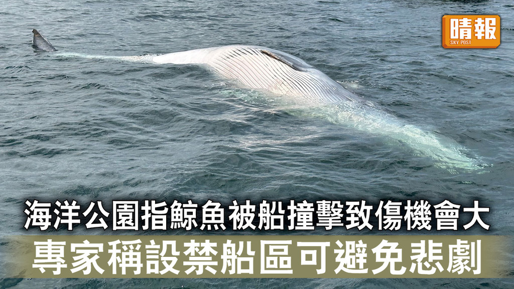 西貢鯨魚死亡｜ 海洋公園指鯨魚被船撞擊致傷機會大 專家稱設禁船區可避免悲劇