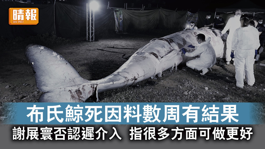 西貢鯨魚死亡｜布氏鯨死因料數周有結果 謝展寰否認遲介入 指很多方面可做更好