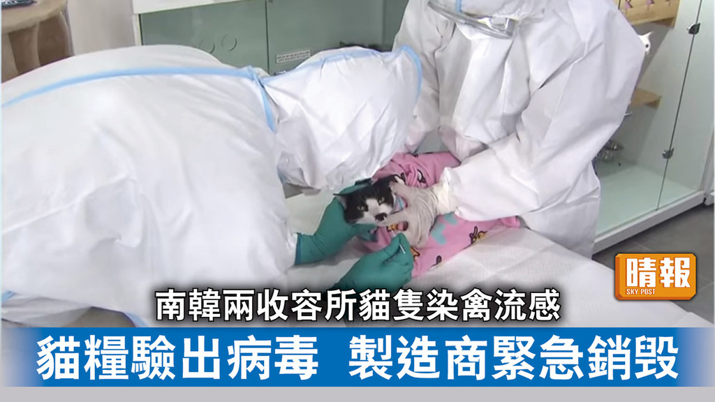 貓染禽流感｜南韓兩收容所貓隻染禽流感 貓糧驗出病毒 製造商緊急銷毁
