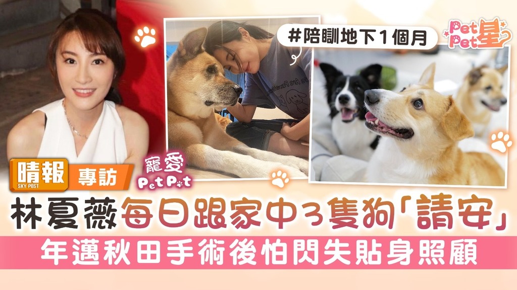 寵愛Pet Pet│林夏薇每日跟家中3隻狗「請安」 年邁秋田手術後怕閃失貼身照顧
