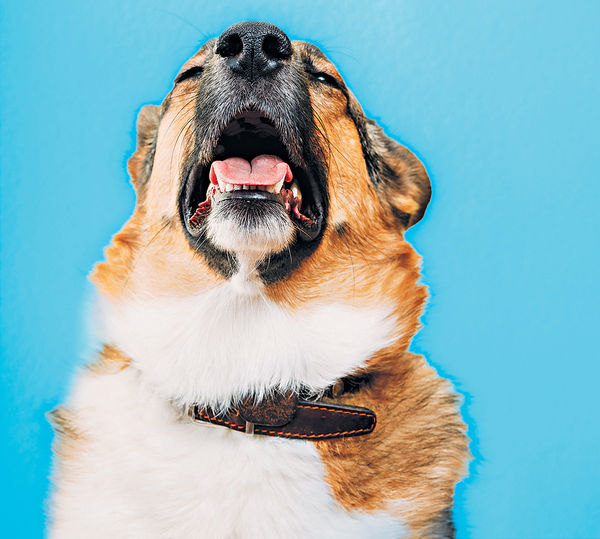 狗狗咳嗽不容忽視 受環境影響抑或生病？