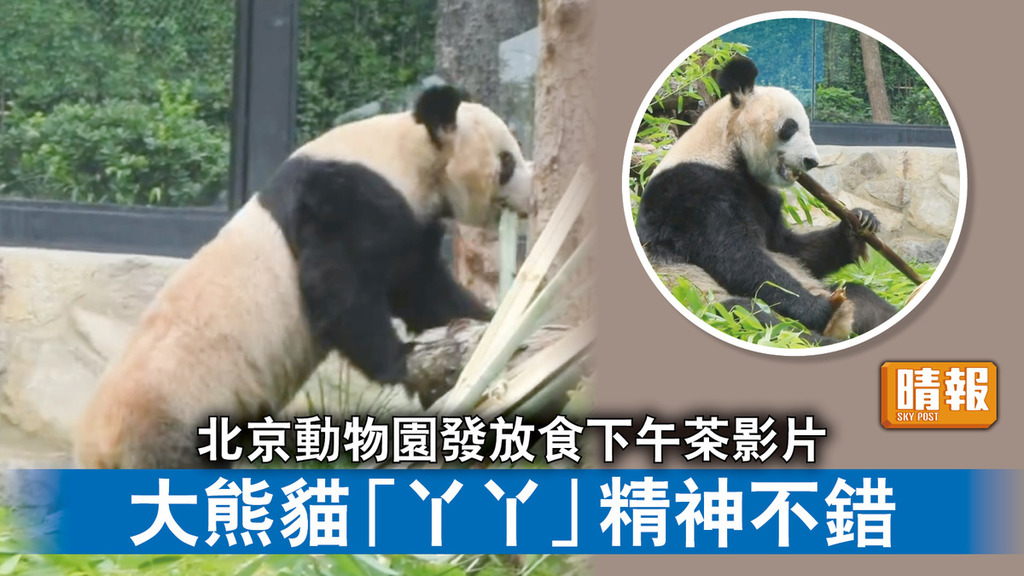 大熊貓｜北京動物園發放食下午茶影片 大熊貓「丫丫」精神不錯