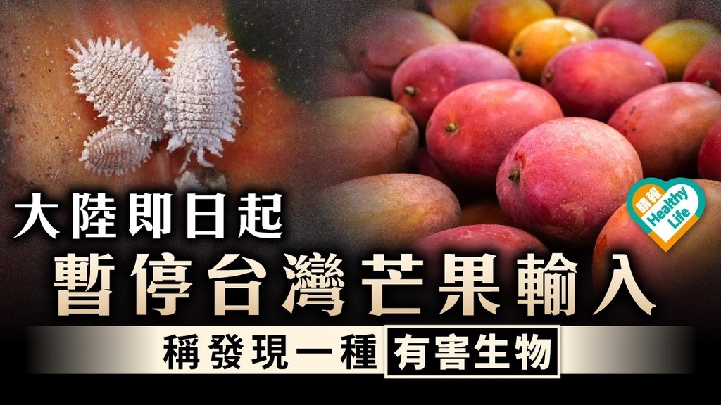 食用安全｜大陸即日起暫停台灣芒果輸入 稱發現一種有害生物