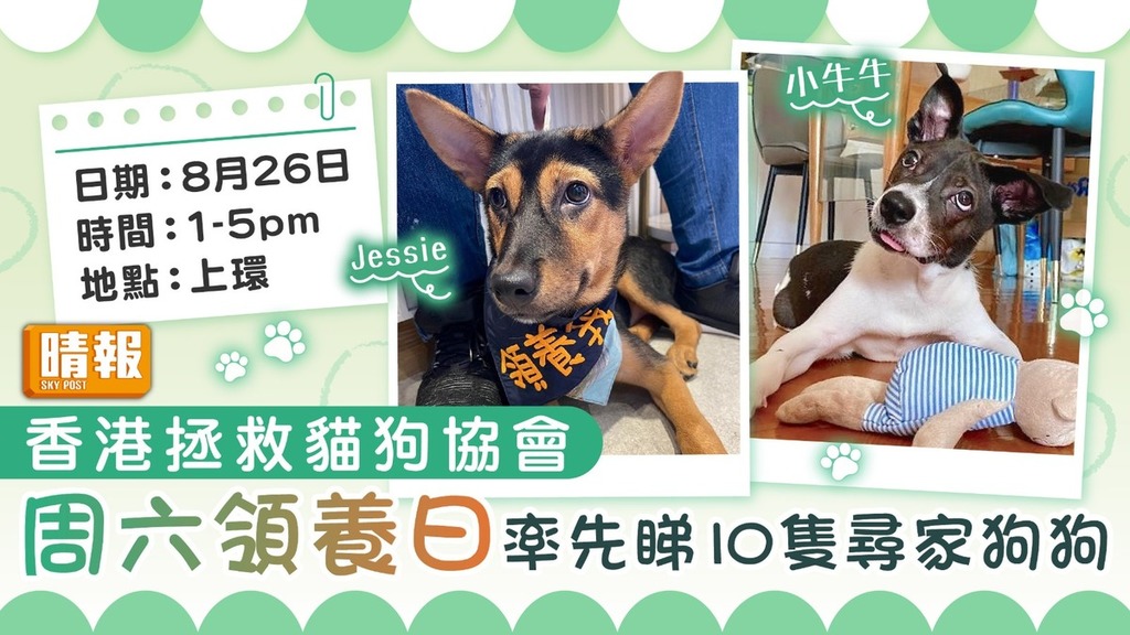 領養代替購買│香港拯救貓狗協會周六領養日 率先睇10隻尋家狗狗
