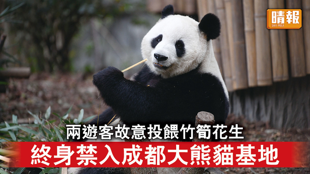 大熊貓｜兩遊客故意投餵竹筍花生 終身禁入成都大熊貓基地