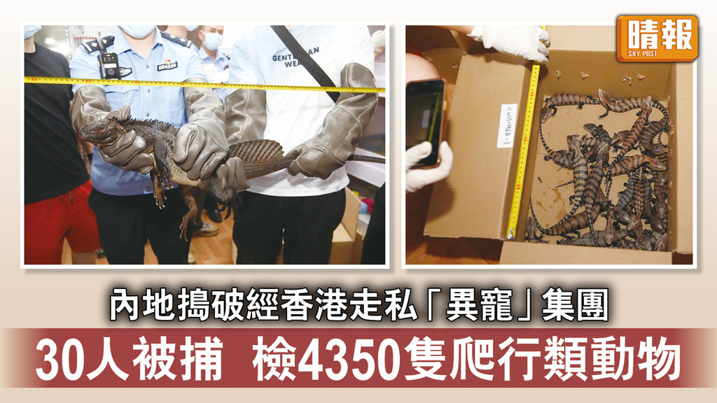 走私「異寵」｜內地搗破經香港走私「異寵」集團 30人被捕 檢4350隻爬行類動物