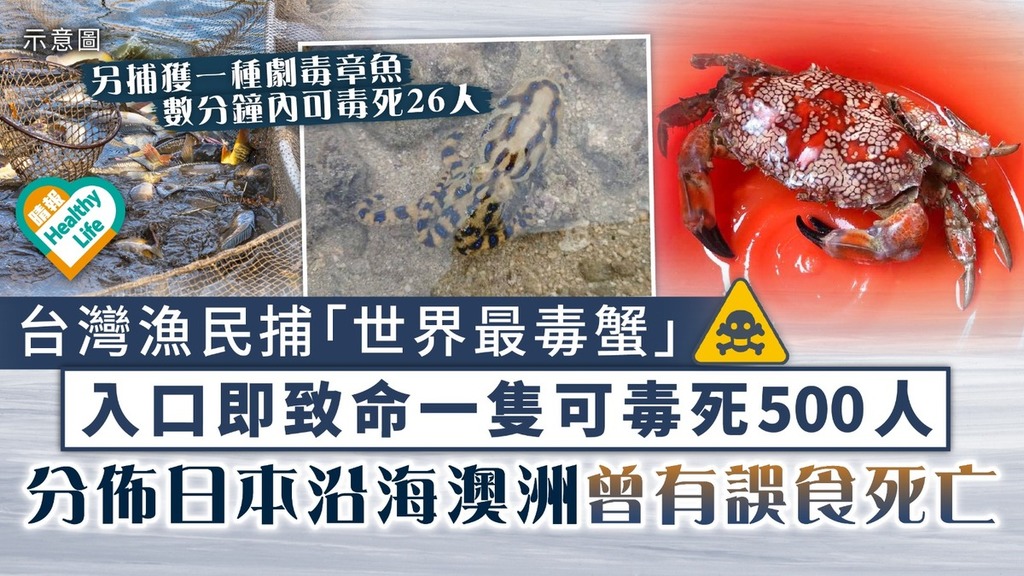 食用安全｜台灣漁民捕「世界最毒蟹」 入口即致命一隻可毒死500人 分佈日本沿海、澳洲等曾有誤食死亡事件