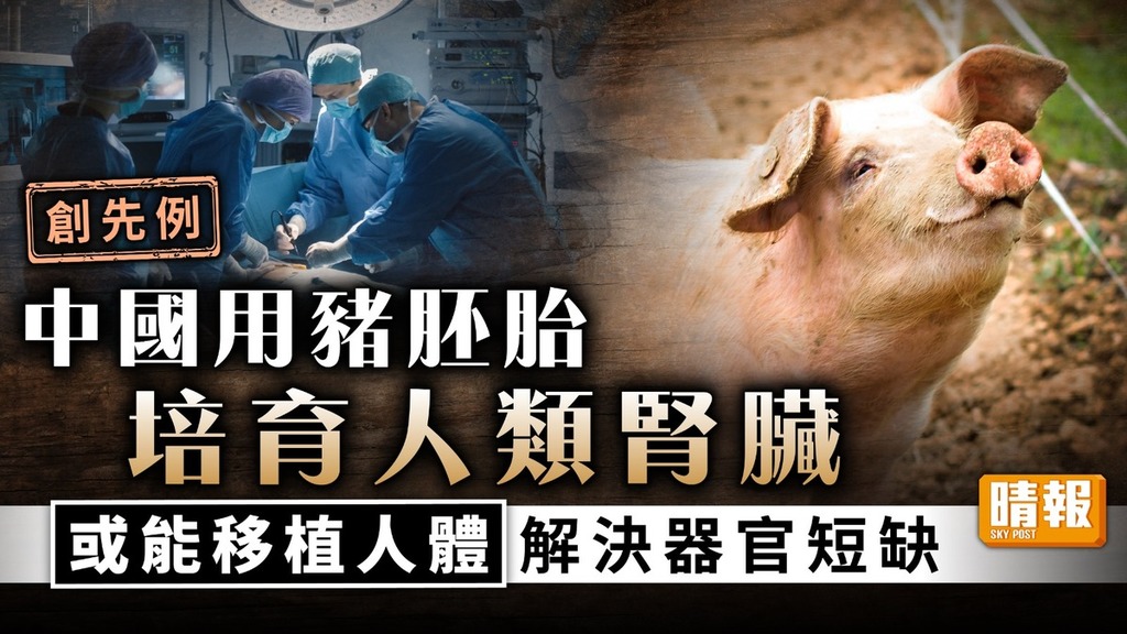 器官移植｜中國用豬胚胎培育人類腎臟 或能移植人體解決器官短缺