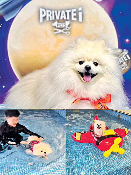 人和寵物齊齊扮靚