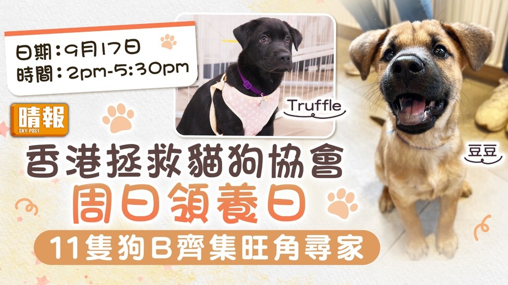 領養代替購買｜香港拯救貓狗協會周日領養日 11隻狗B齊集旺角尋家