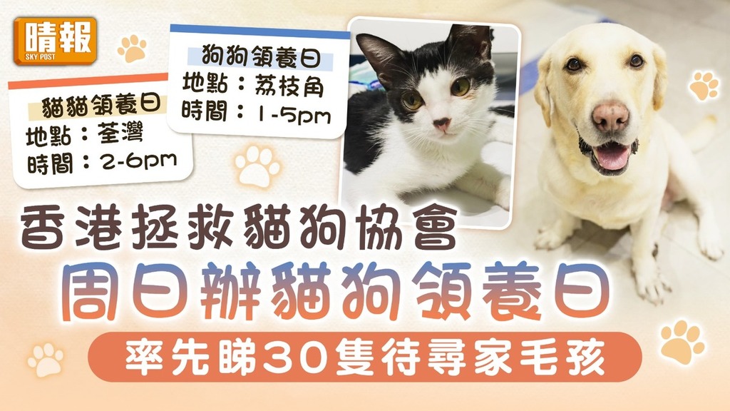 領養代替購買│香港拯救貓狗協會 周日辦貓狗領養日 率先睇30隻待尋家毛孩