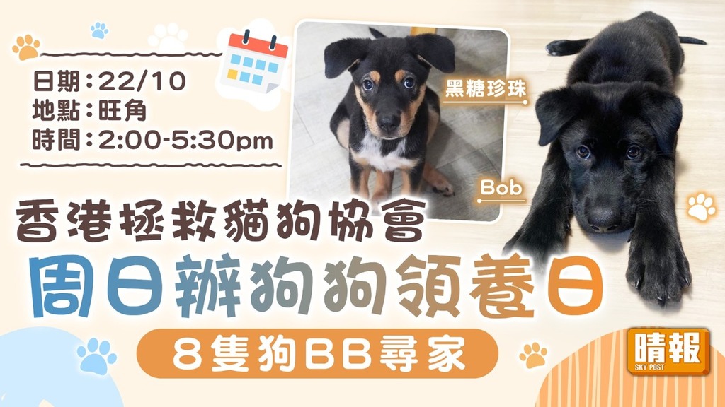 領養代替購買│香港拯救貓狗協會 周日辦狗狗領養日 8隻狗BB尋家
