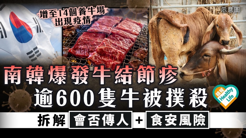 旅遊注意｜南韓爆發牛結節疹 逾600隻牛被撲殺 拆解會否傳人+食安風險