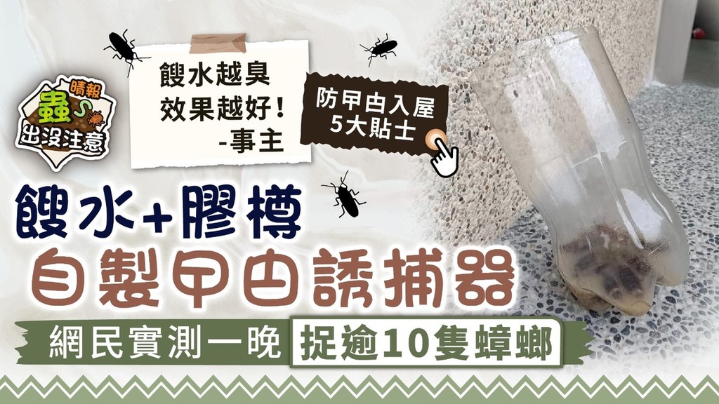 捉曱甴｜餿水+膠樽自製曱甴誘捕器 網民實測一晚捉逾10隻蟑螂