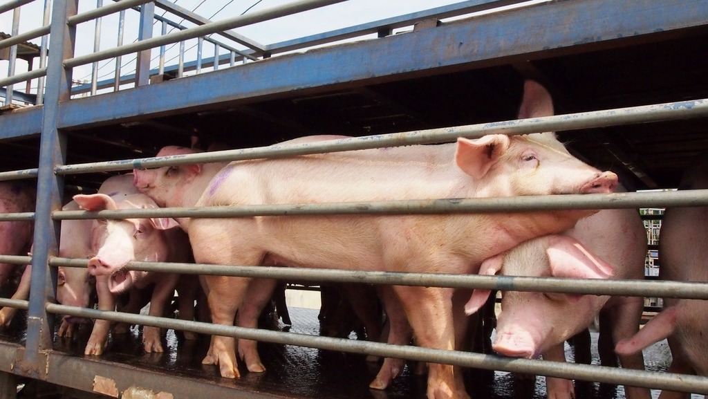 食用安全︳流浮山豬場爆非洲豬瘟 場內豬隻將銷毀 拆解食用風險+安全煮食方法