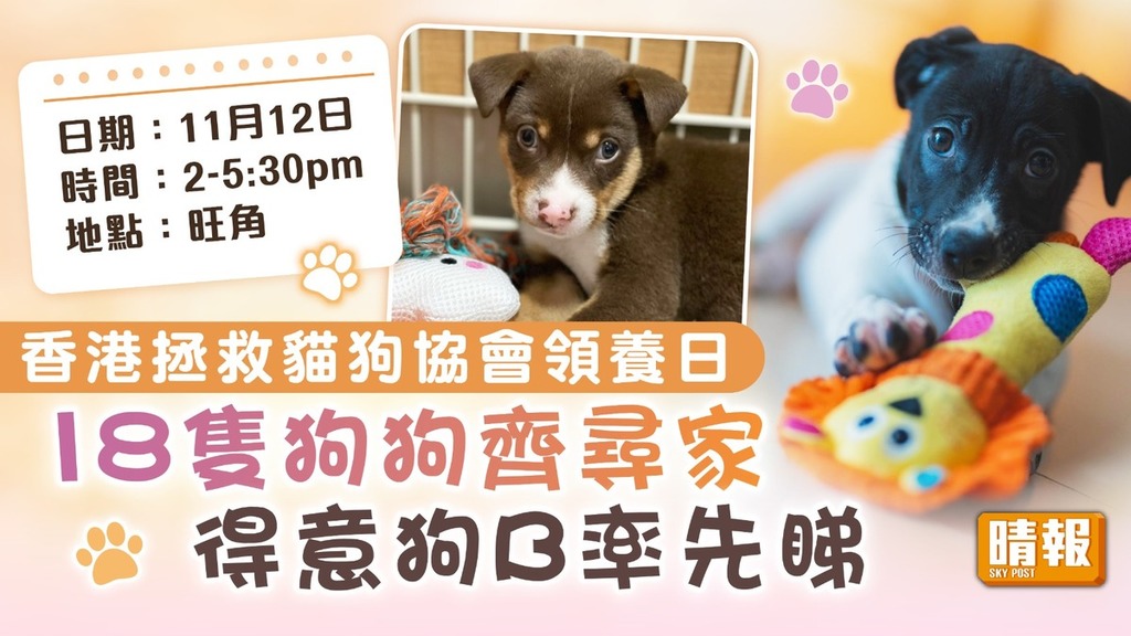 領養代替購買│香港拯救貓狗協會領養日 18隻狗狗齊尋家 得意狗B率先睇
