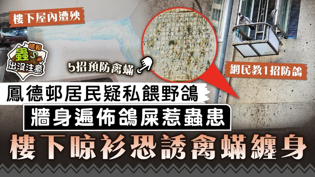 蟲出沒注意｜鳳德邨居民疑私餵野鴿 牆身遍佈鴿屎惹蟲患 樓下晾衫恐誘禽蟎纏身