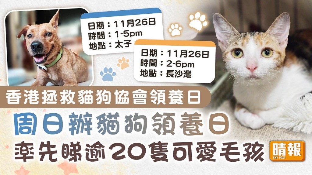 領養代替購買│香港拯救貓狗協會 周日辦貓狗領養日 率先睇逾20隻可愛毛孩