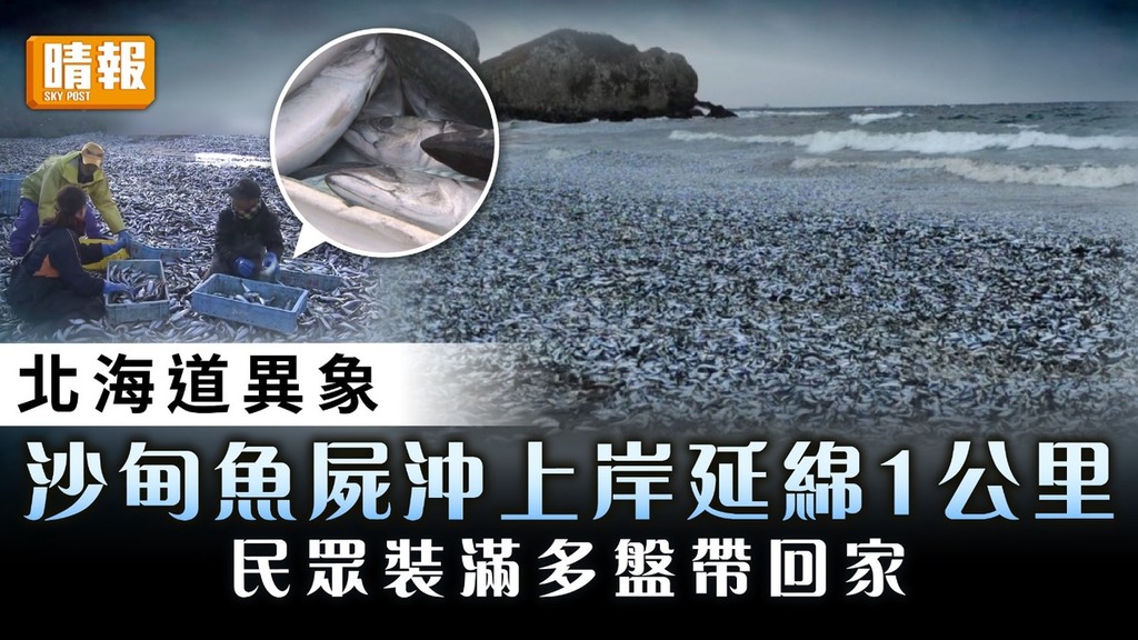 北海道異象｜沙甸魚屍沖上岸延綿1公里 民眾裝滿多盤「免費魚」帶回家