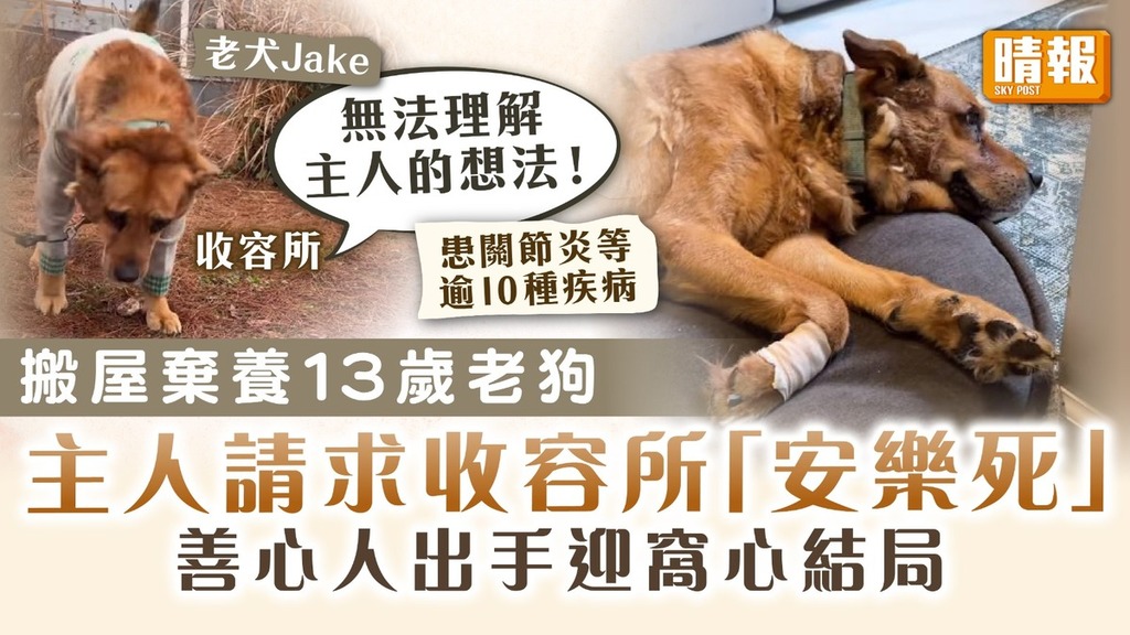 狠心主人｜因搬屋棄養13歲老狗 請求收容所「安樂死」 幸獲收留救回一命