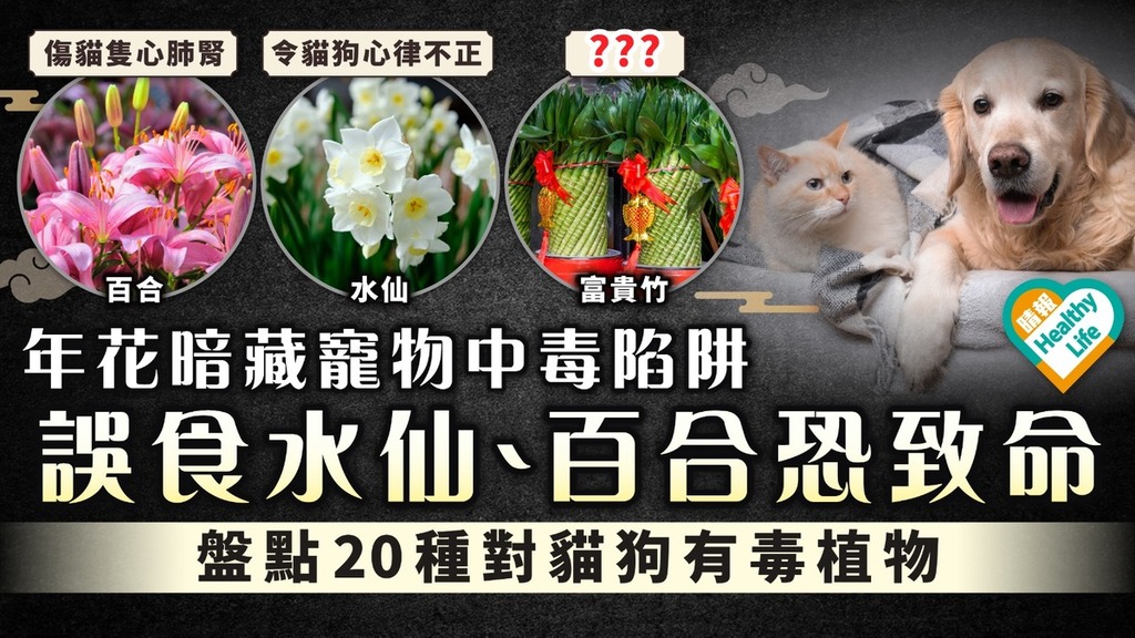 農曆新年｜年花暗藏貓狗中毒陷阱 水仙百合恐致命 盤點20種對貓狗有毒植物