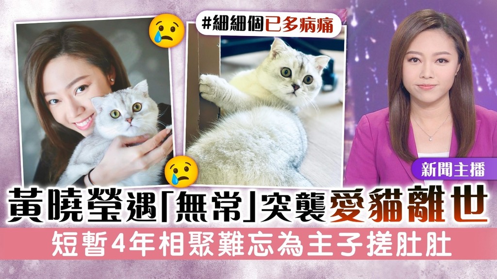 新聞主播｜黃曉瑩遇「無常」突襲愛貓離世 短暫4年相聚難忘為主子搓肚肚