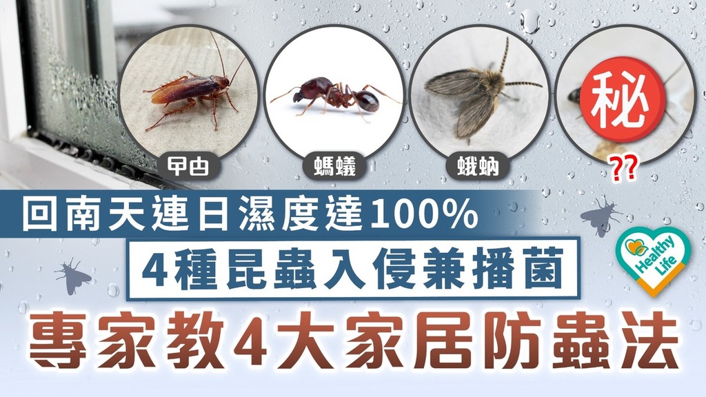 回南天潮濕｜回南天連日濕度達100% 4類昆蟲入侵兼播菌 專家教4大驅蟲防治法