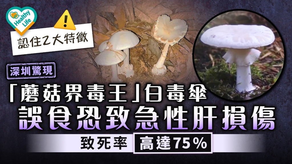 食用安全｜深圳驚現「蘑菇界毒王」白毒傘 誤食恐致急性肝損傷致死率高達75%