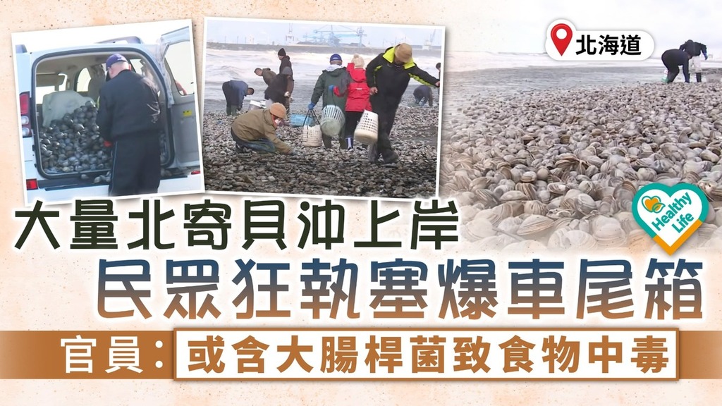 食用安全｜大量北寄貝沖上岸民眾狂執塞爆車尾箱 官員：或含大腸桿菌致食物中毒