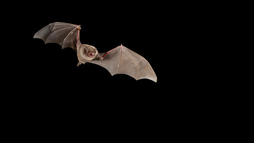 病毒危機｜台灣蝙蝠驗出麗沙病毒 哺乳類動物感染恐致命 「死亡率接近100%」