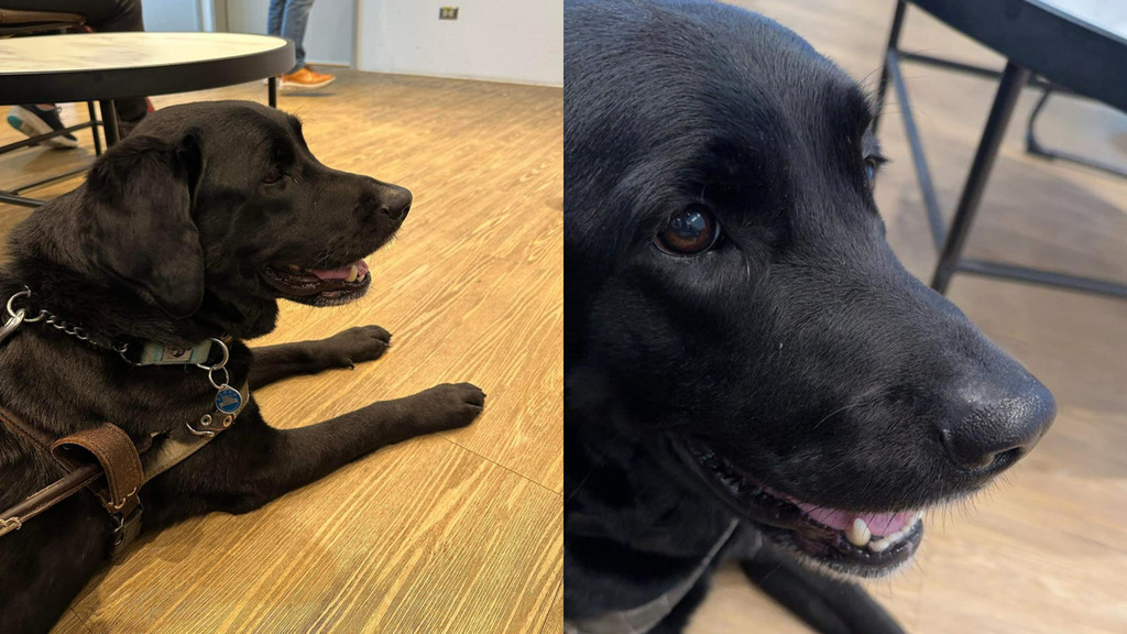 導盲犬｜帶導盲犬到餐廳用餐 視障女子驚訝被拒門外 店員咁解釋惹公憤