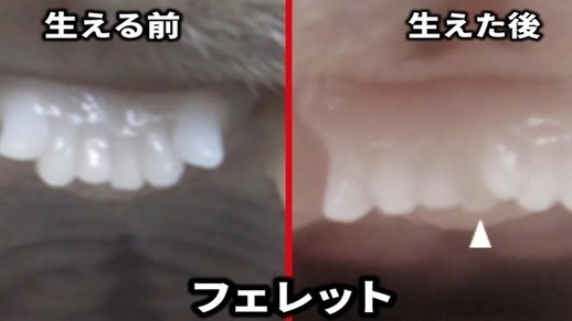 全球首創｜日本新創公司研發「長牙藥」 小鼠實驗證可促牙齒生長有望取代假牙植牙