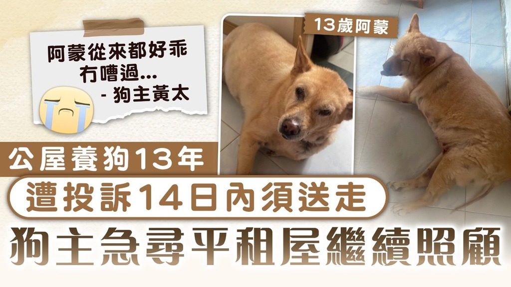 公屋養狗｜公屋養狗13年 遭投訴14日內須送走 狗主急尋平租屋繼續照顧
