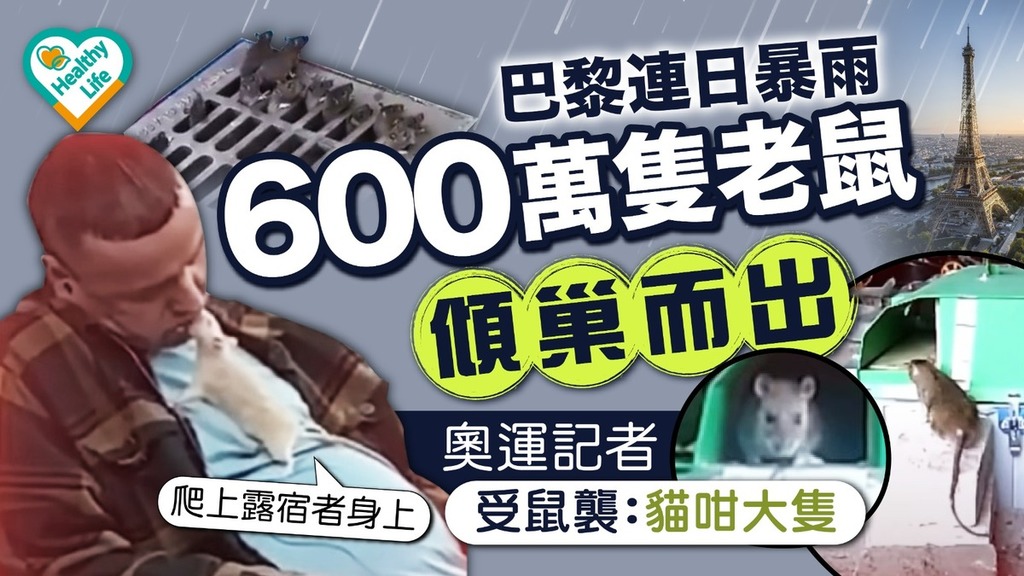 巴黎奧運｜巴黎連日暴雨600萬隻老鼠傾巢而出 奧運記者受鼠襲：貓咁大隻