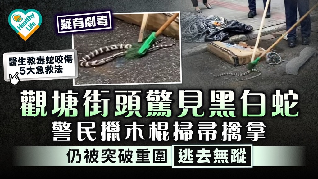 蛇出沒注意｜觀塘街頭驚見黑白蛇 警民擸木棍掃帚擒拿 仍被突破重圍逃去無蹤